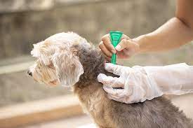 The Best Flea and Tick Medicine for Dogs