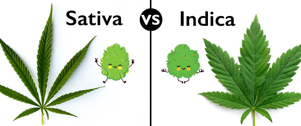 Indica Vs. Sativa Everything You Need to Know